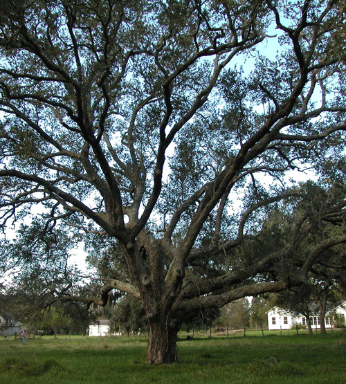 Peach Point Oaks-recent